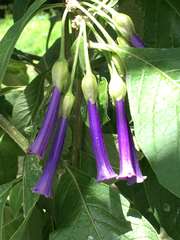 Iochroma cyaneum