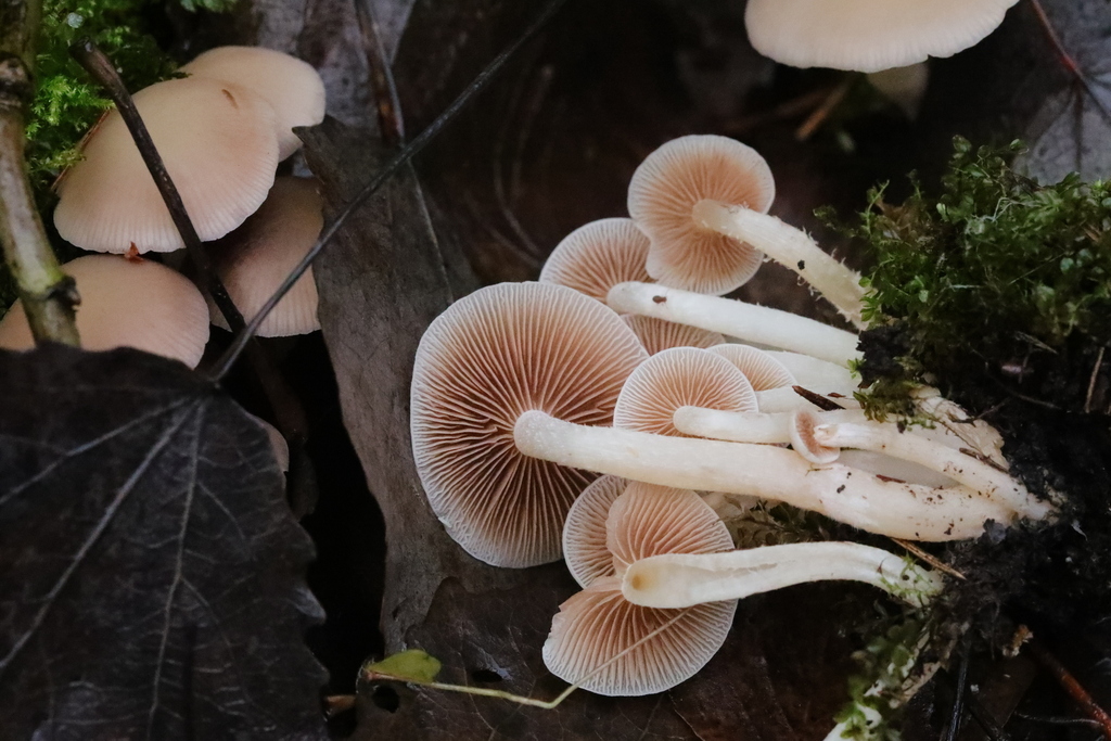 chestnut brittlestem from Судиславский р-н, Костромская обл., Россия on