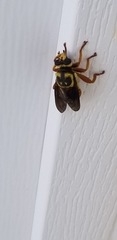 Laphria saffrana