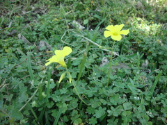 Oxalis pes-caprae