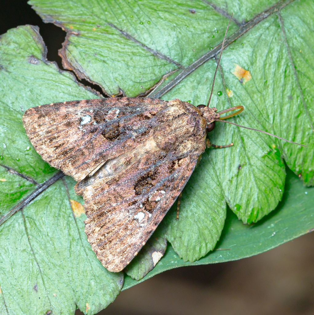 Feliniopsis tripunctata