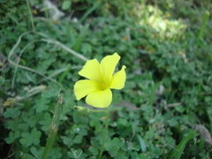 Oxalis pes-caprae