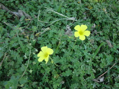 Oxalis pes-caprae