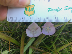 Calochortus uniflorus