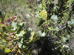 Struthiola macowanii