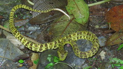 Bothrops punctatus