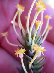 Struthiola macowanii