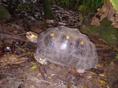 Chelonoidis carbonarius