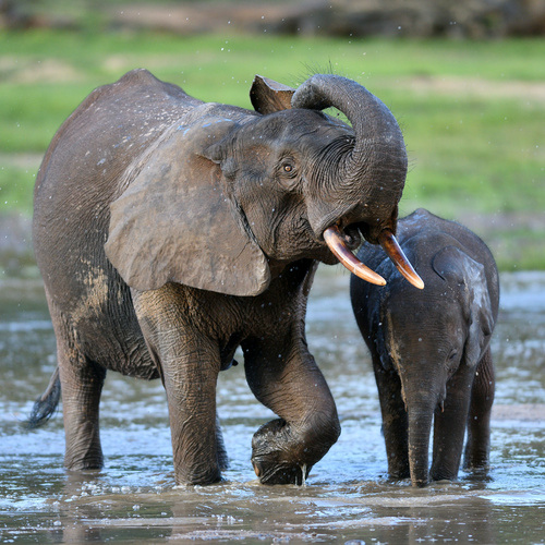 Forest Elephant