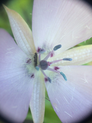 Calochortus uniflorus