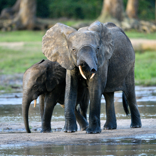 Forest Elephant