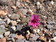 Diplacus cascadensis