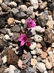 Diplacus cascadensis