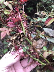 Phyllocoptes fructiphilus