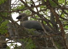Corythaixoides concolor pallidiceps