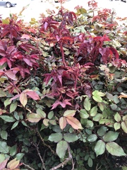 Phyllocoptes fructiphilus