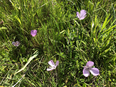 Calochortus uniflorus