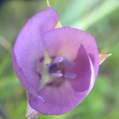 Calochortus uniflorus