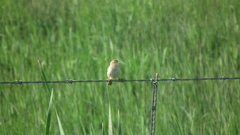 Cisticola fulvicapilla fulvicapilla