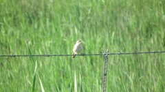 Cisticola fulvicapilla fulvicapilla