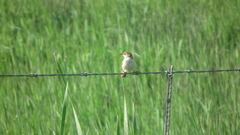 Cisticola fulvicapilla fulvicapilla