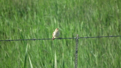 Cisticola fulvicapilla fulvicapilla