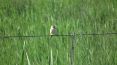 Cisticola fulvicapilla fulvicapilla