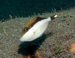 Halfmoon Triggerfish photo 3