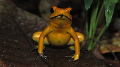 Phyllobates terribilis