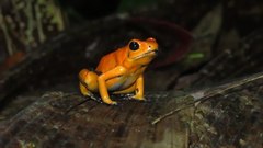 Phyllobates terribilis