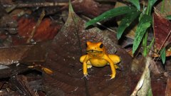Phyllobates terribilis