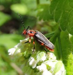 Atalantycha bilineata