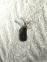 Pterotus obscuripennis