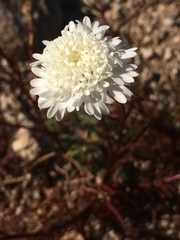 Chaenactis fremontii