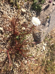 Chaenactis fremontii