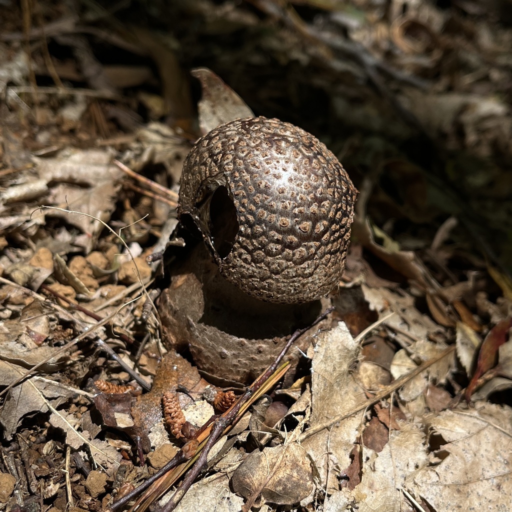 Amanita rubescens · November 2023 · photo: © cristianriquelme (iNaturalist, cc-by)