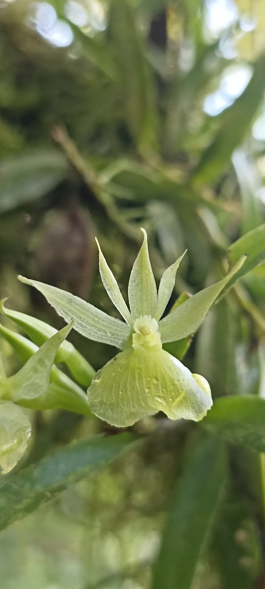 Epidendrum stellidifforme Hágsater & Dodson