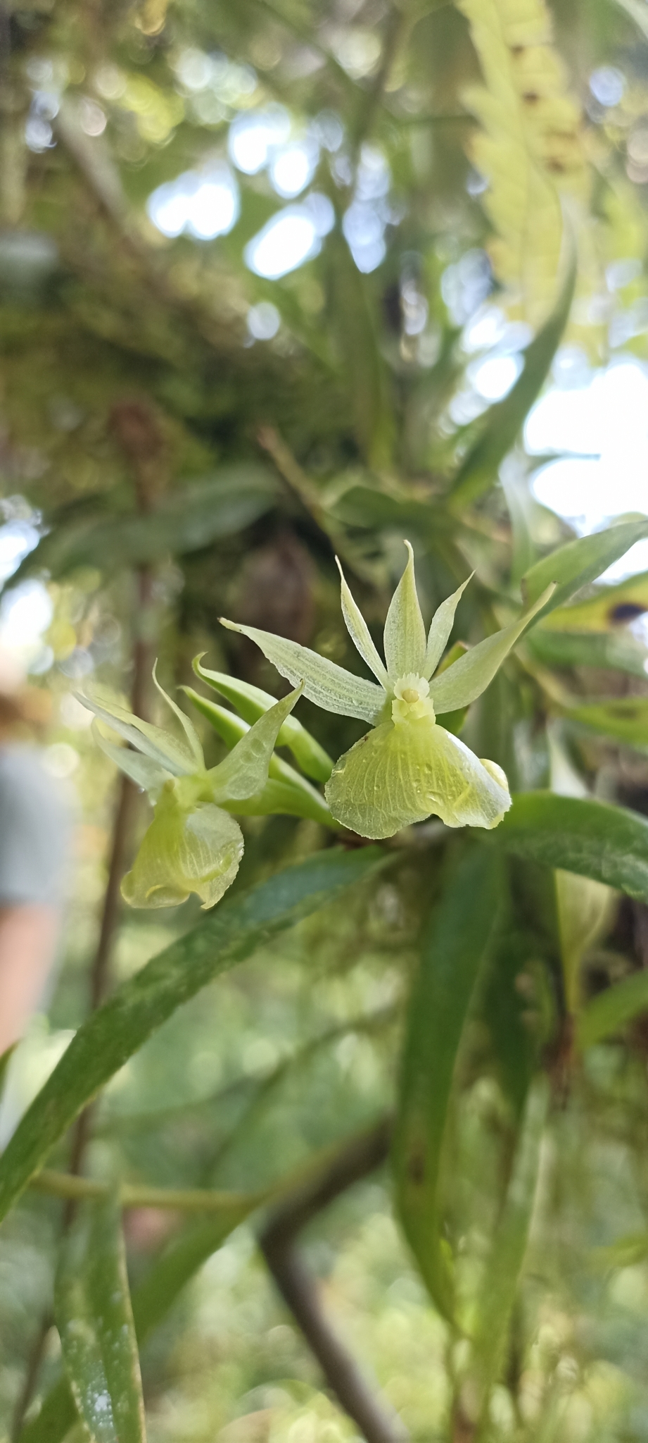 Epidendrum stellidifforme Hágsater & Dodson 2