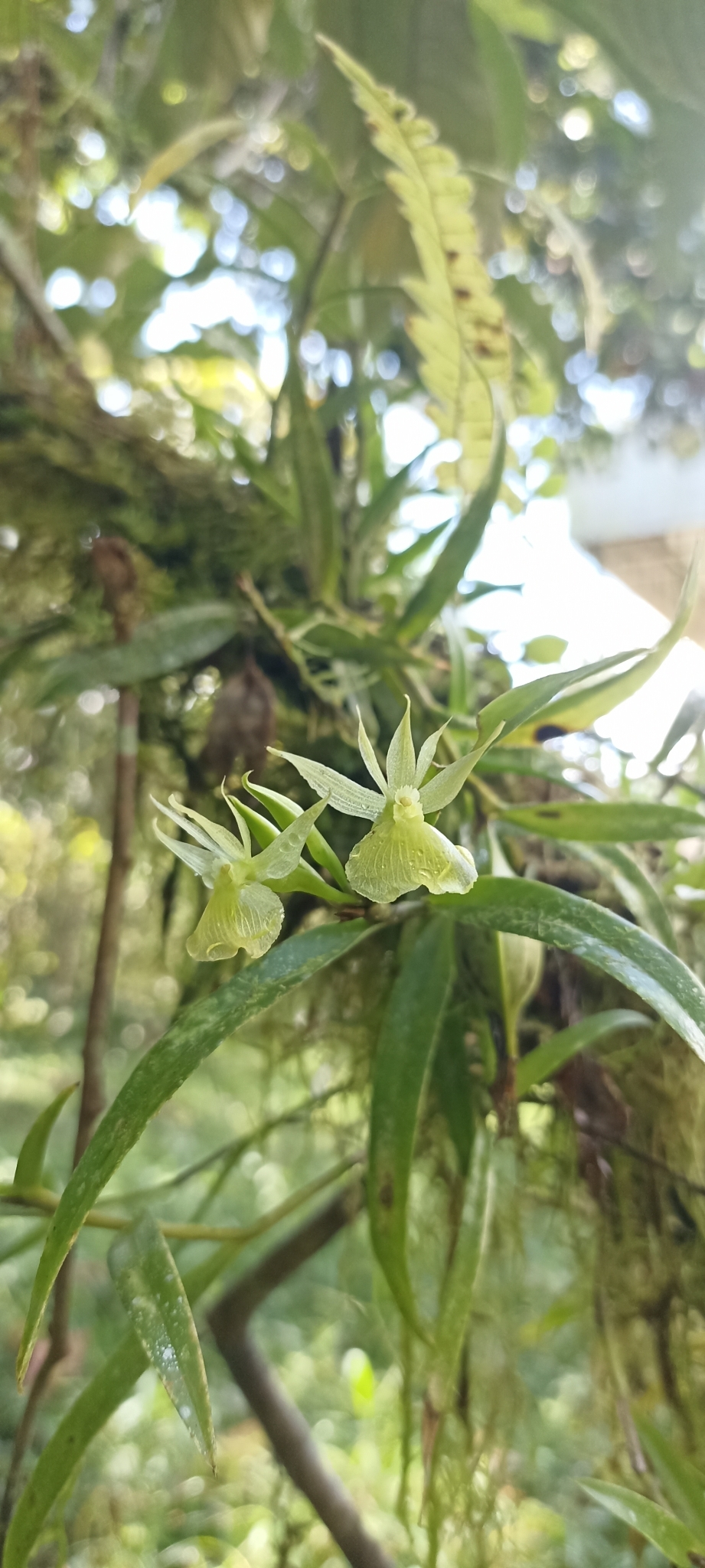 Epidendrum stellidifforme Hágsater & Dodson 3