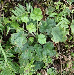 Heuchera pilosissima