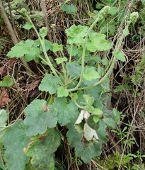 Heuchera pilosissima