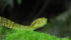 Bothrops punctatus