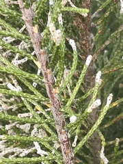 Passerina rigida