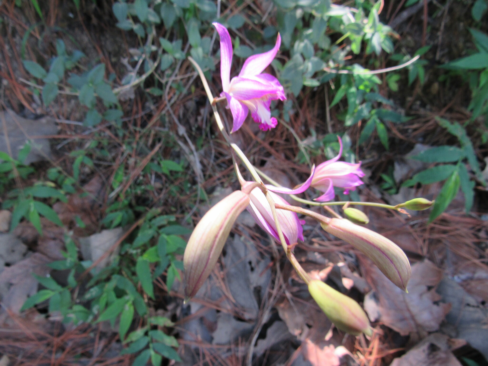 Bletia warfordiana Sosa 3