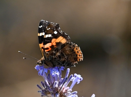 Indian Red Admiral