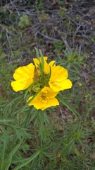Oenothera berlandieri