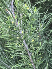 Passerina rigida