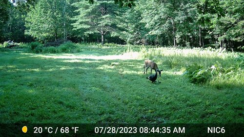 White-tailed Deer photographed in New Hampshire