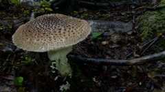 Amanita australis