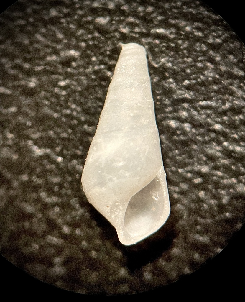 conoidal eulima